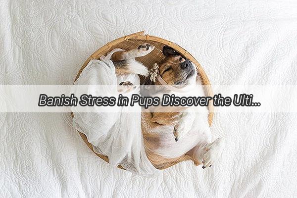 Banish Stress in Pups Discover the Ultimate StressBeating Treats for Your Canine Companion